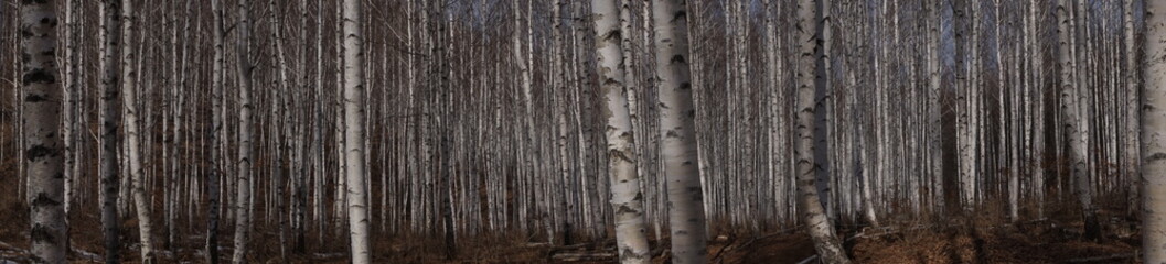 자작나무숲 파노라마
