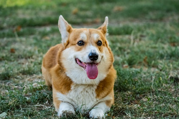 Close up portrait of funny corgi dog on the green grass