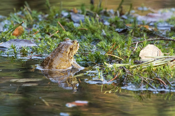 European toad