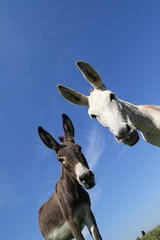 Portrait of two funny donkeys black and white
