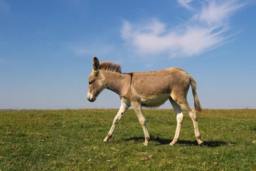 Selbstklebende Fototapeten Baby donkey on the pasture over blue sky © Geza Farkas