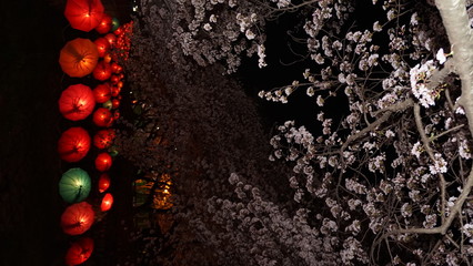 진해 벚꽃 축제