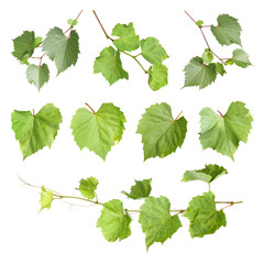 Set of fresh green grape leaves on white background