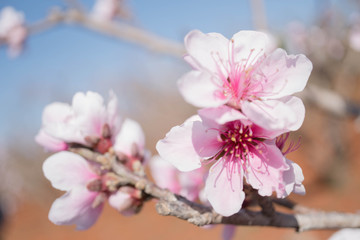 Fototapeta na wymiar Blooming pink peach blossom with blur background