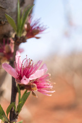 Blooming pink peach blossom with blur background