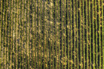 Autumn harvest of grapes for excellent wine.