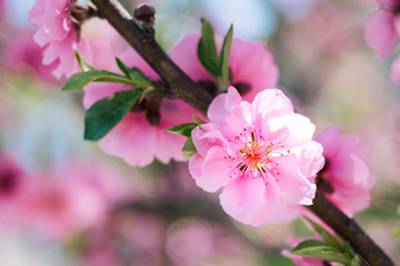 Blooming pink plum blossom with blur background