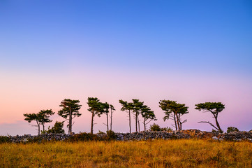 Obraz premium Mediterranean pine trees in the sunset