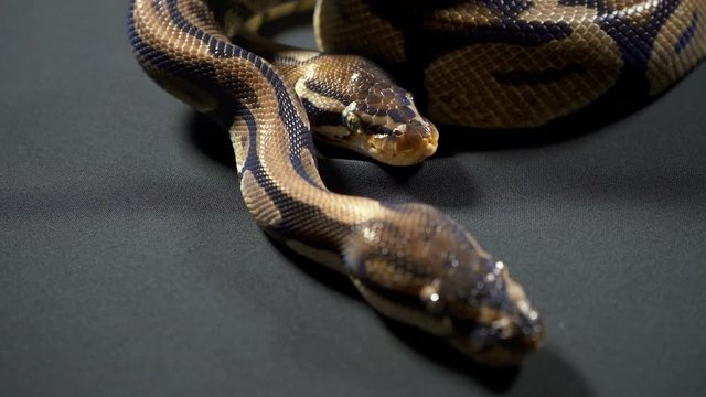 Video of royal ball python on black background