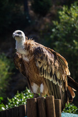 Vulture close-up