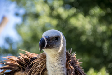 Vulture close-up