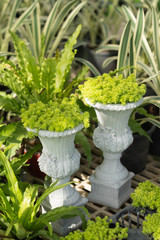 Green potted plants in the garden