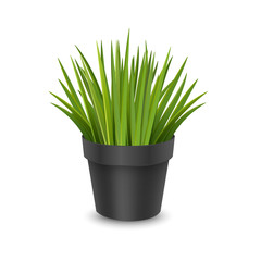Vector realistic houseplant in a pot. Ornamental houseplant. Vector EPS 10 format