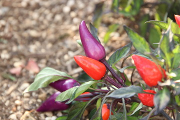 ゴシキトウガラシ