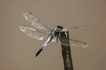 オオシオカラトンボ © yamasan