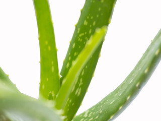 aloe vera star cactus Isolated on a white background
