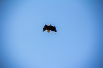 bald eagle in diving flight