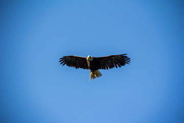 white headed eagle flying