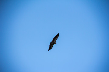 Eagle in flight under a blue sky