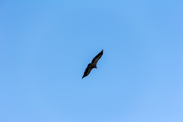 Eagle in flight under a blue sky