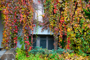 Fototapeta na wymiar Rainy morning in the city. Colorful red, yellow, purple and green fall bushes of wild grapes.
