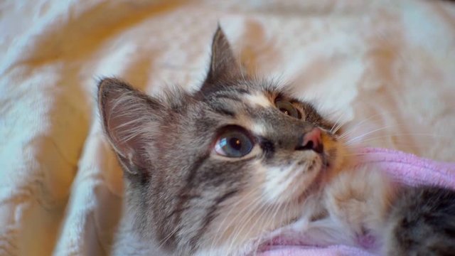 cute adult fluffy blue-eyed gray cat wrapped in a towel.close-up portrait. shallow depth of field
