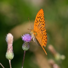 Silver-washed fritillary butterfly in natural environment, Danubian wetland, Slovakia