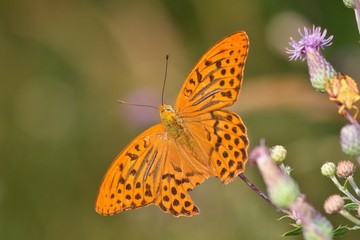 Silver-washed fritillary butterfly in natural environment, Danubian wetland, Slovakia