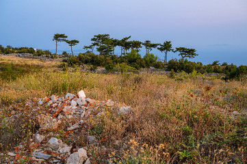 Mediterranean pine trees in the evening