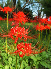 野原に咲く彼岸花