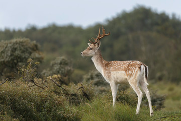 Naklejka na ściany i meble Fallow deer during mating season