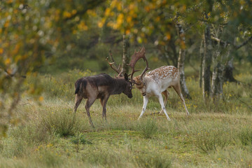 Fallow deer in nature during mating season in autumn colors