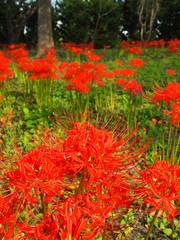 野原に咲く彼岸花
