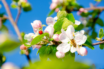 ladybug on Flower