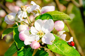 ladybug`s on Flower