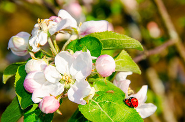 ladybug on Flower