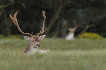 Fallow deer in nature during mating season in autumn colors