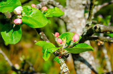 Blossoming Flowers Appel tree