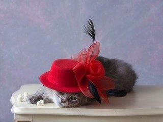 Portrait of adorable gray kitty in red bonnet