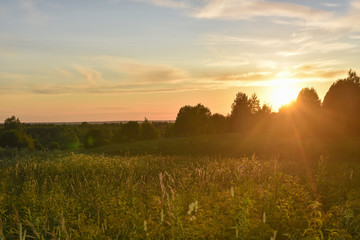 flowering field and forest in the sunset