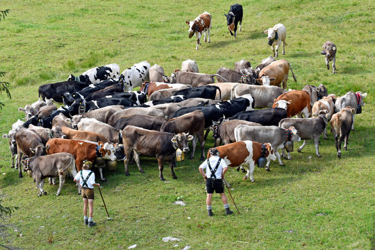 viehscheid im kleinwalsertal