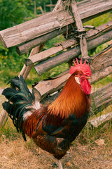 Beautiful cock in the garden 