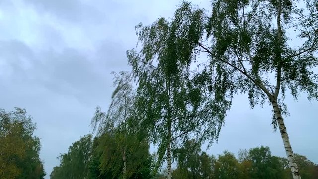 Leaves blow in the wind during a small storm. The sky is covered by clouds. Slow Motion