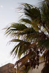 Fototapeta premium palm trees closeup in city environment