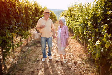 Wine and grapes. Harvesting grapes. Happy senior couple with grape basket .