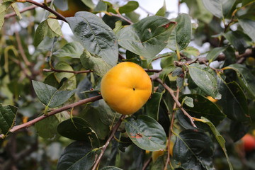 Persimmon field in Okayama,Japan