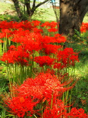 野原に咲く彼岸花