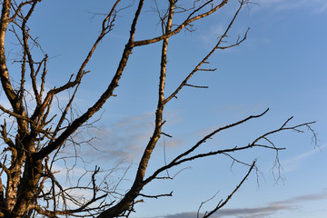 Dry tree branches on sky background