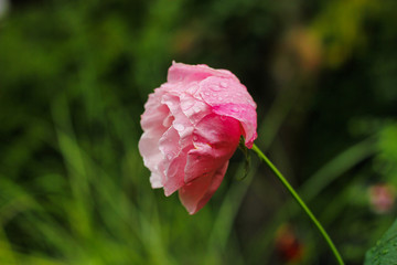 Obraz premium EIne rosa Rose Blüte mit Tautropfen Traurig Trauer Tod sterben