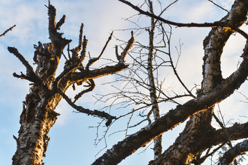 Dry tree branches on sky background